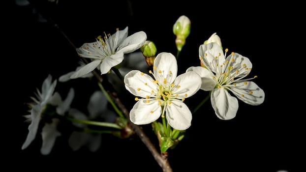 Beautiful white cherry blossoms isolated on a black background. Flower head close-up.