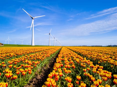 A vibrant field of yellow and red tulips dances in the wind, with majestic windmills standing tall in the background in the Netherlands Flevoland during Spring.