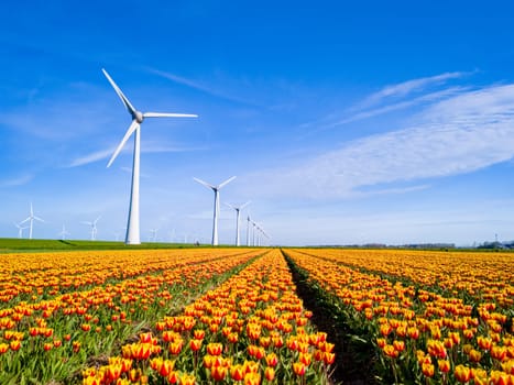 Vibrant tulips dance in a field against a backdrop of traditional windmills in the Netherlands Flevoland during the spring season. windmill turbines, green energy, eco friendly, earth day