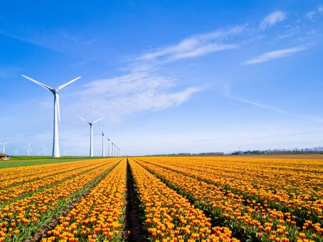 Vibrant tulips sway in a field stretching towards distant windmills, standing tall in the Netherlands Flevoland during the season of Spring. windmill turbines, green energy, eco friendly, earth day