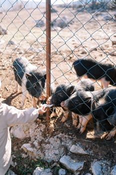 Little girl feeds cabbage to black pigs poking their snouts through the fence. Cropped. High quality photo