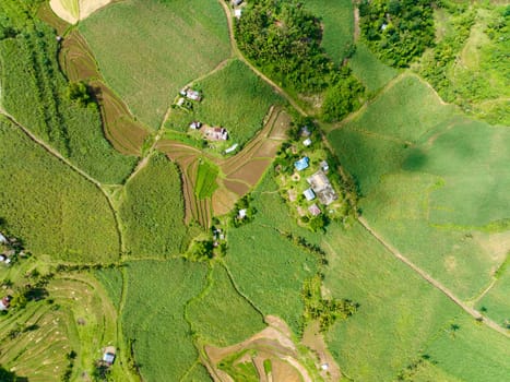 Aerial drone of farmland with rice fields and sugarcane plantations. Negros, Philippines