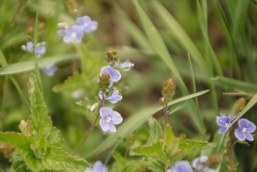 Background of blurry wildflowers buds supposedly mint - image