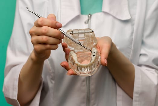 Woman dentist showing on a jaw model oral checkup - image