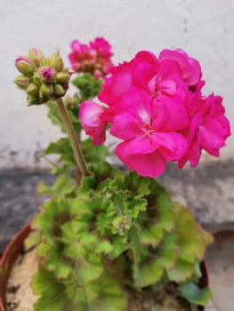 Pink geranium flowers from the pot on my terrace