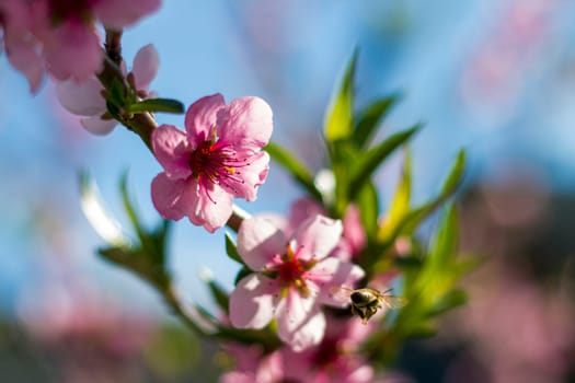 Bee pollinates flower blossom of nectarine peach. Agriculture beautiful season farming springtime landscape