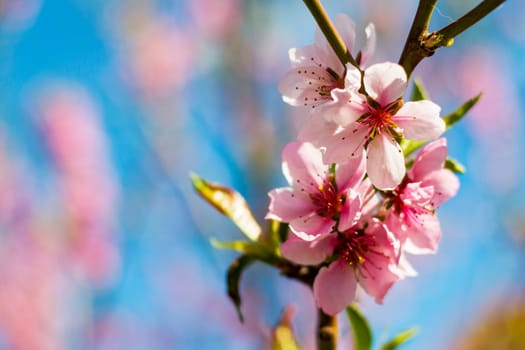 Nectarine peach blossom flowers on spring tree. Agriculture beautiful season farming springtime landscape