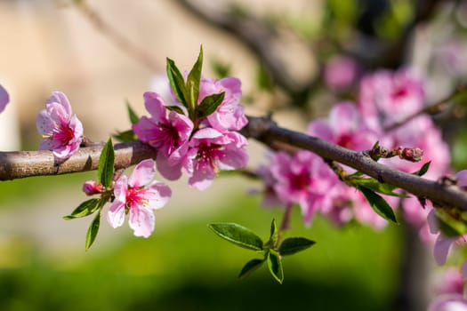 Nectarine peach blossom on branch spring tree. Agriculture beautiful season farming springtime landscape
