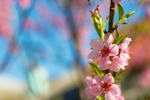 Nectarine peach blossom on spring tree. Agriculture beautiful season farming springtime landscape