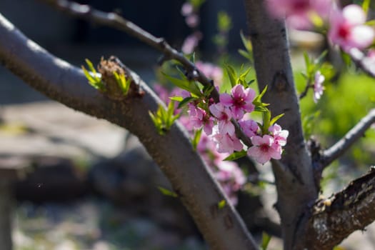 Nectarine peach blossom on tree. Agriculture beautiful season farming springtime landscape