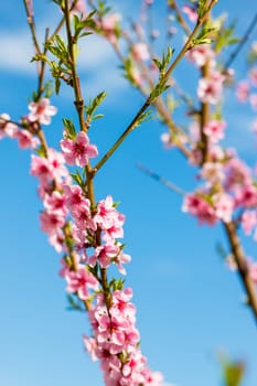 Nectarine peach blossom spring branch flowers. Agriculture beautiful season farming springtime landscape