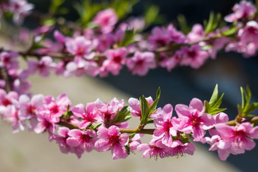 Nectarine peach spring flowers on tree branch. Agriculture beautiful season farming springtime landscape
