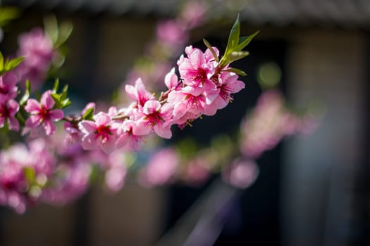 Peach and nectarine spring blossom flowers branch. Agriculture beautiful season farming springtime landscape