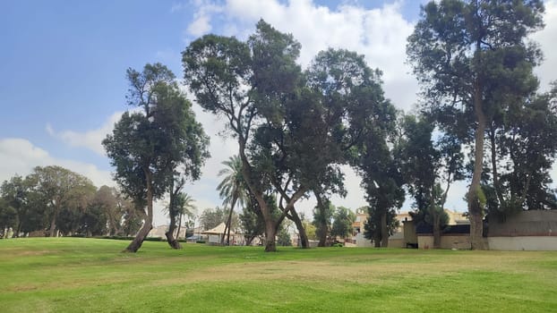 green park spring summer, trees, grass, leaves and sky, landscape. High quality photo