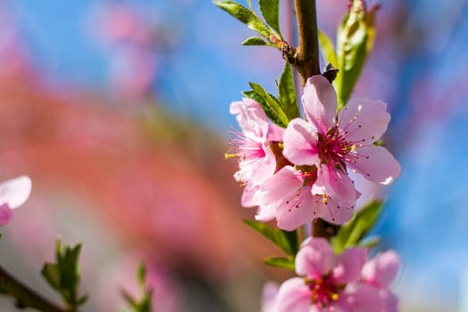 Peach nectarine blossom flowers spring branch. Agriculture beautiful season farming springtime landscape