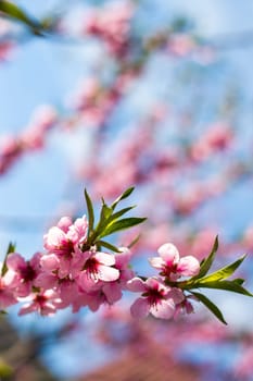 Peach nectarine blossom on sky background. Agriculture beautiful season farming springtime landscape