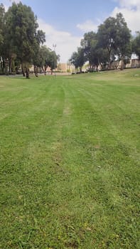 green park spring summer, trees, grass, leaves and sky, landscape. High quality photo