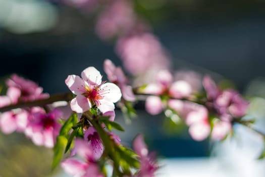 Peach nectarine flower blossom on branch. Agriculture beautiful season farming springtime landscape