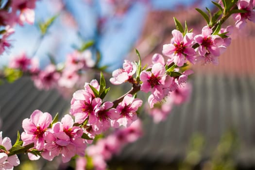 Peach nectarine flowers on spring tree branch. Agriculture beautiful season farming springtime landscape