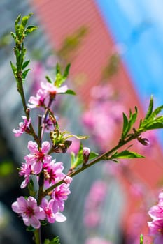 Spring nectarine peach blossom flowers. Agriculture beautiful season farming springtime landscape