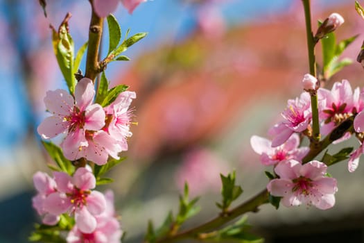 Spring nectarine peach blossom on sunny day branch. Agriculture beautiful season farming springtime landscape