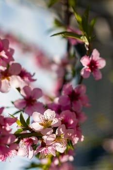 Spring nectarine peach flowers blossom on branch. Agriculture beautiful season farming springtime landscape