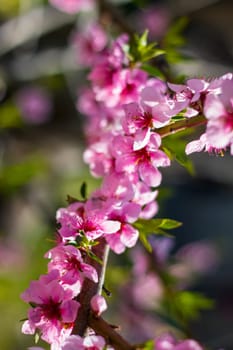 Spring peach nectarine blossom on sunny day branch. Agriculture beautiful season farming springtime landscape