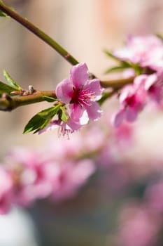 Spring peach nectarine flower blossom on branch. Agriculture beautiful season farming springtime landscape