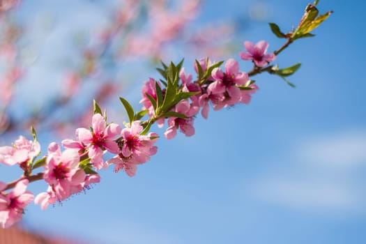 Spring peach nectarine flowers on tree branch Agriculture beautiful season farming springtime landscape