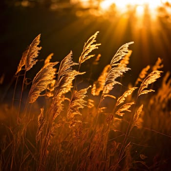 Whispers of Nature: Warm Sunlight and Blowing Wildgrass in Harmony
