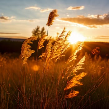 Ethereal Beauty: Sunlight and Wildgrass Creating a Serene Landscape