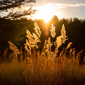 Sunlit Serenity: Wildgrass Blowing in the Warm Sunlight