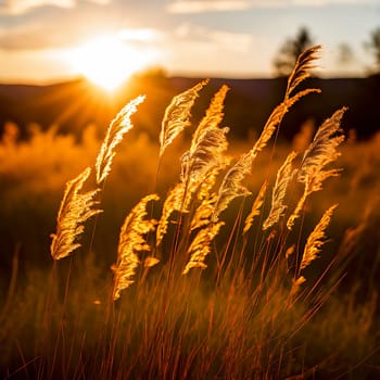 Nature's Embrace: Blowing Wildgrass Gently Caressed by Warm Sunlight