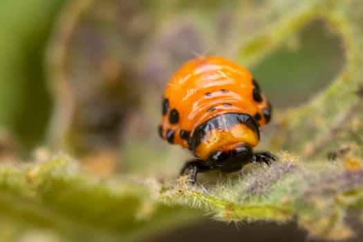 young Colorado potato beetle eats sprouts and potatoes close-up