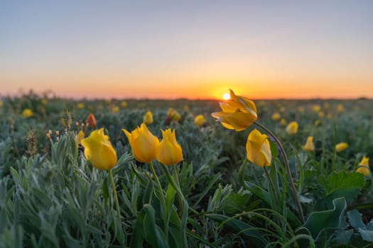 A field of yellow flowers with a sun in the background. The sun is setting, creating a warm and peaceful atmosphere