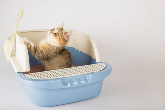 In a clean isolated environment a cat is comfortably seated within a litter box. This cat tray reinforces the need for animal care and hygiene while the cat does its business.