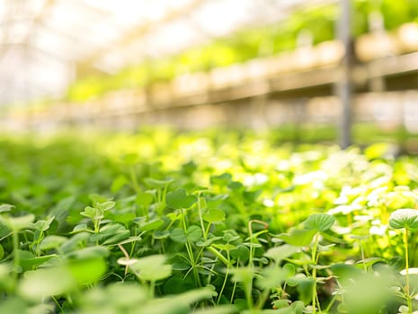 Sunlit greenhouse full of fresh green plants showcasing sustainable agriculture and modern farming practices