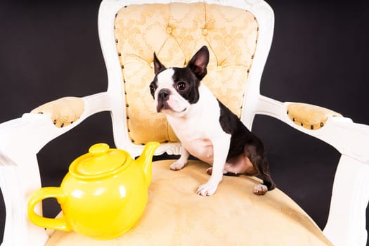 A beautiful little dog of Boston terrier sits on wooden chair next to a teapot and looks away.