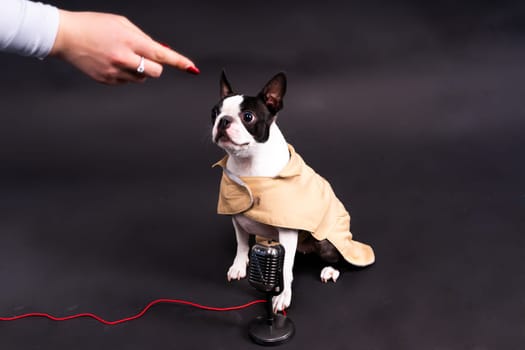 The muzzle of a Boston Terrier dog gives interview into the microphone.