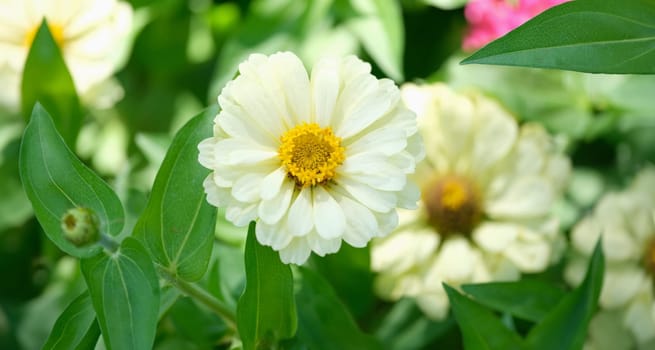 White flowers of beautiful chrysanthemums in nature in garden. Summer flowers in the garden concept