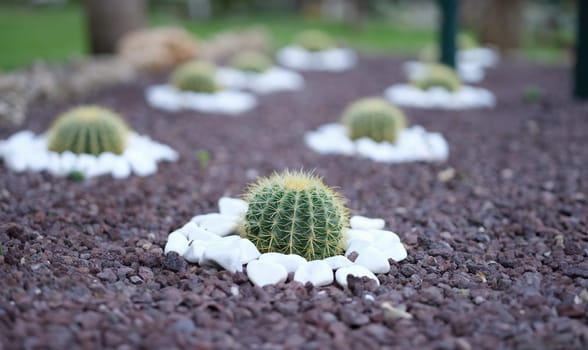 Flowerbed of cactus flowers in the garden with purple and white stones. Beautiful cactus plantation in summer garden concept