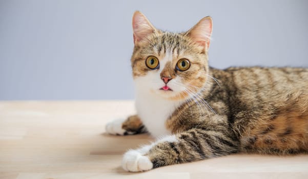 An isolated, beautiful little grey Scottish Fold kitten is the focus of this cat portrait, standing on a white background with a straight tail, exuding cheerfulness.