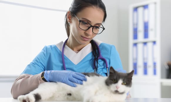 Veterinary care for cute cat closeup. Veterinary clinic concept