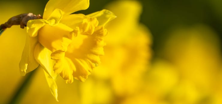 A yellow flower with a yellow center and yellow petals. The flower is in the foreground and the background is green