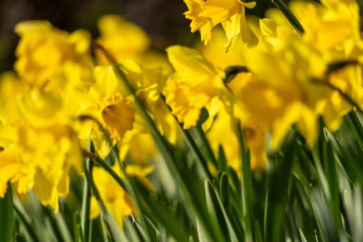 A bunch of yellow flowers with a blurry background. The flowers are in full bloom and are the main focus of the image