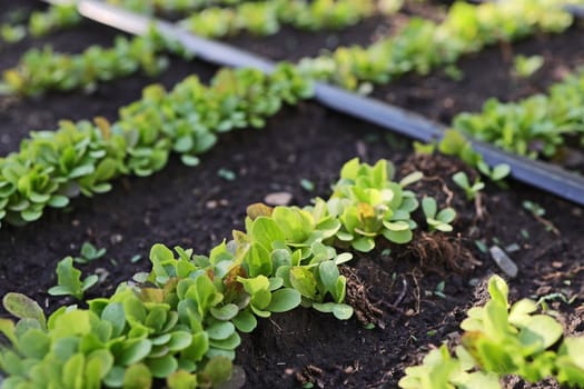 lettuce plants grown in a home garden, in a garden bed, using biological methods. An automated drip irrigation system has been installed. Home gardening concept.