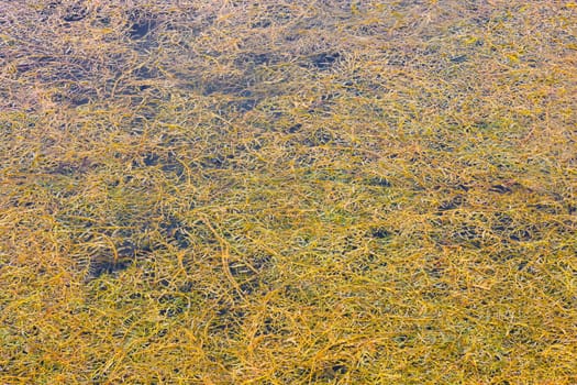 Dense floating curled pondweed potamogeton crispus on pond surface at sunny day, full-frame background.