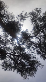 tree branches, sky sunlight, nature summer. High quality photo