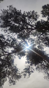 tree branches, sky sunlight, nature summer. High quality photo
