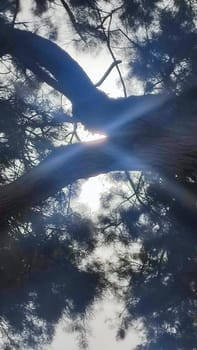 tree branches, sky sunlight, nature summer. High quality photo